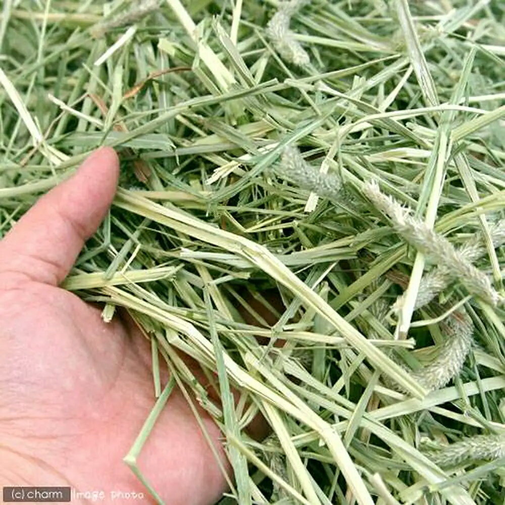 ����ߥġ����󥰥ޥåȡ�1kg�������������𡡤������6���¤ꡡ���⥷�������ִ��ꡡ����������