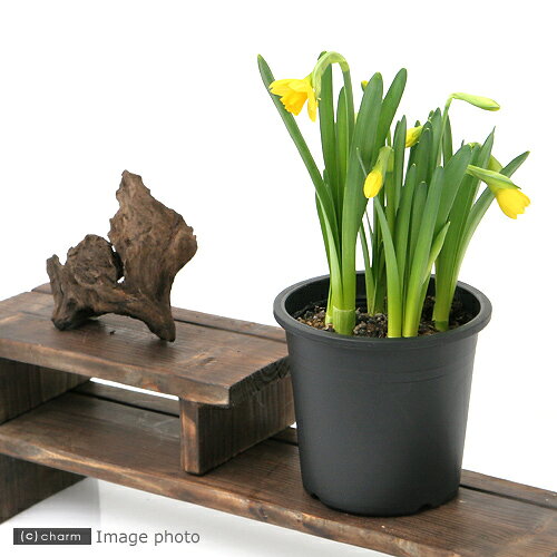 （観葉植物）スイセン テータテート 4号（1鉢）