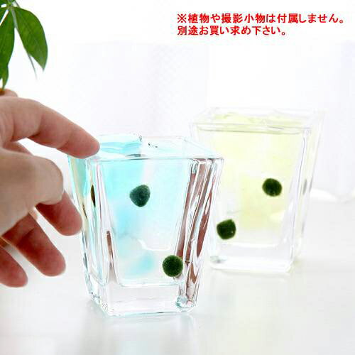 ガラスベース スクエアグラス S エアプランツ 多肉植物 ティランジア ガラス 関東当日便 [2]