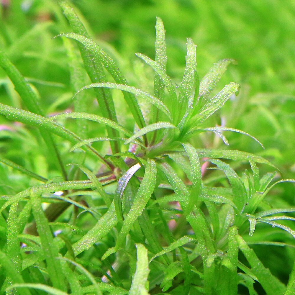 （水草）ベトナムゴマノハグサ（水中葉）（無農薬）（3本）