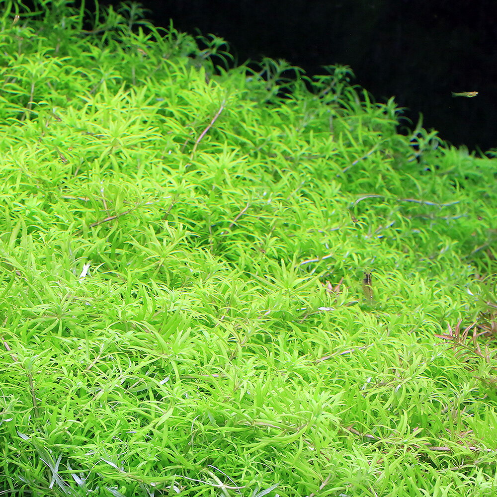 （水草）ベトナムゴマノハグサ（水中葉）（無農薬）（3本）