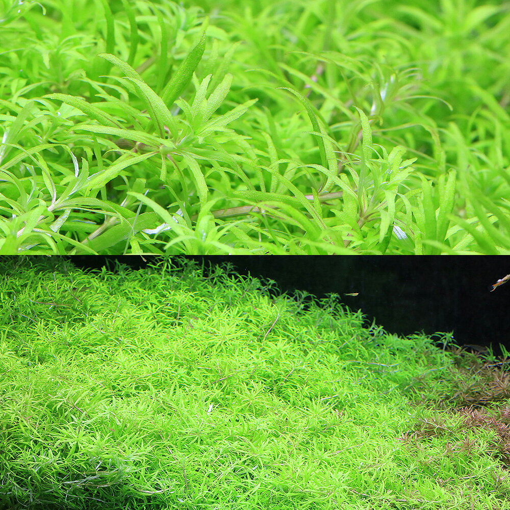（水草）ベトナムゴマノハグサ（水中葉）（無農薬）（3本）