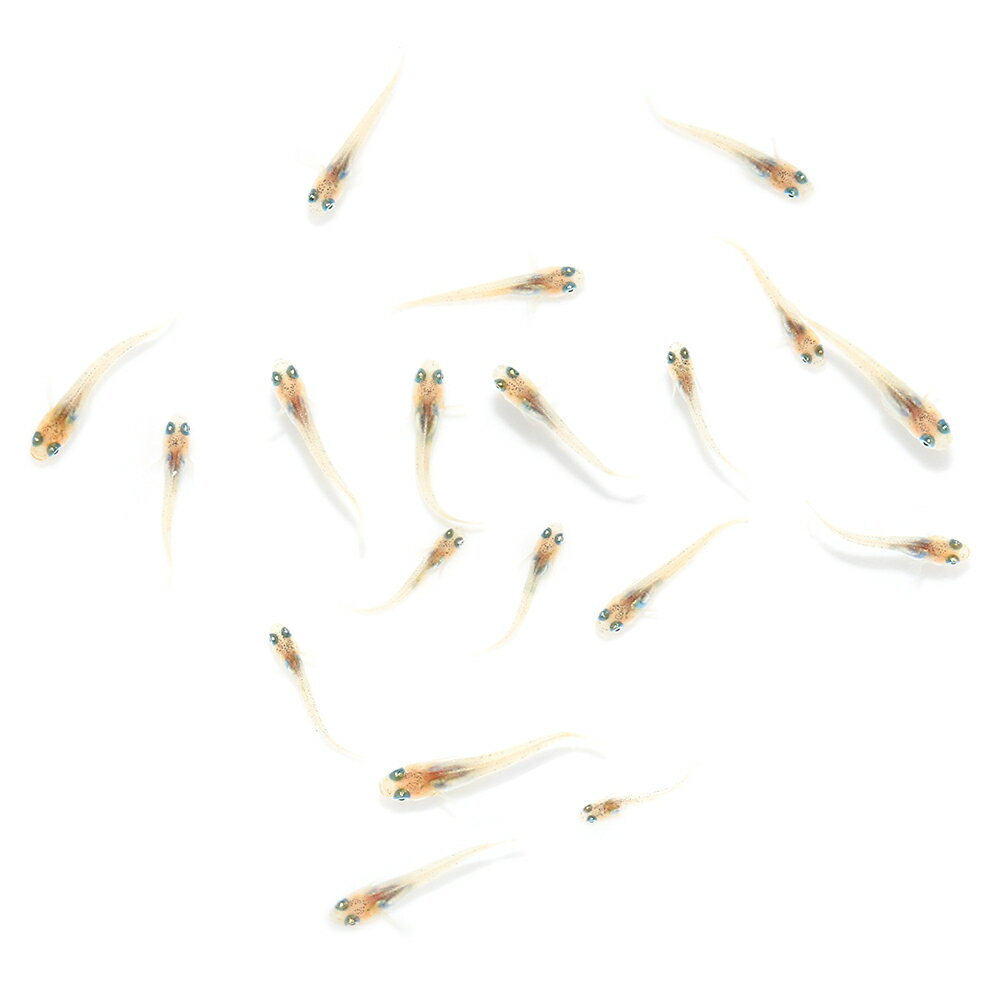 （めだか）無選別　稲爪三色メダカ　稚魚（5匹）