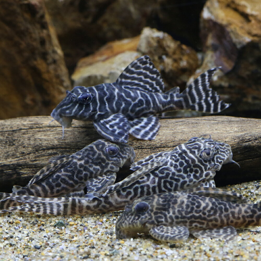 （熱帯魚）ペコルティア　ミックス　Mサイズ（1匹）　北海道・九州航空便要保温　関東当日便