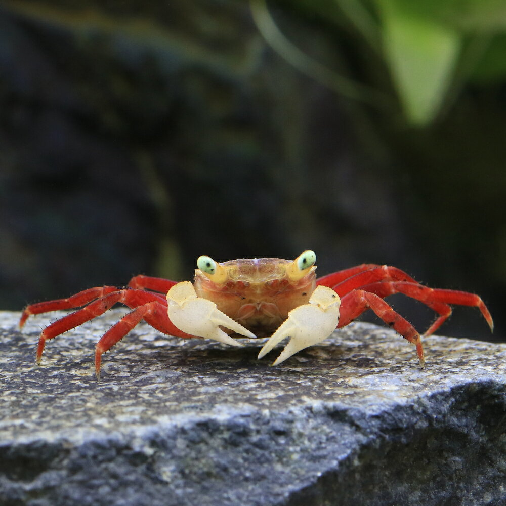 （エビ・カニ）ホワイトマンダリンクラブ（1匹）　北海道・九州航空便要保温