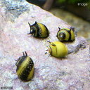 (エビ・貝)カラーサザエ石巻貝(24匹)