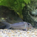(熱帯魚)コリドラスsp.CW164(ブリード)(1匹) 北海道航空便要保温 沖縄別途送料