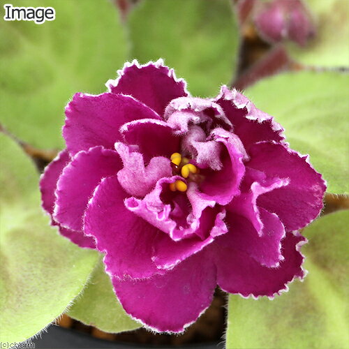 （観葉植物）セントポーリア サンシッスル 2．5～3号（1鉢） 八重咲き（休眠状態）