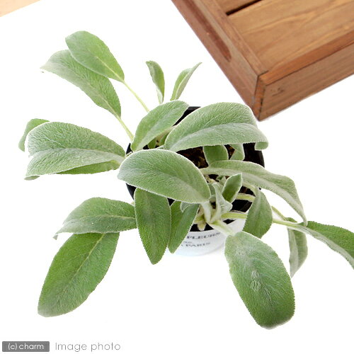 （観葉植物）ハーブ苗　ラムズイヤー　3号（1ポット）　家庭菜園