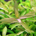 (水草)ハイグロフィラ ポリスペルマ(水中葉)(無農薬)(20本)