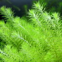 (水草)マヤカ(水中葉)(無農薬)(10本)