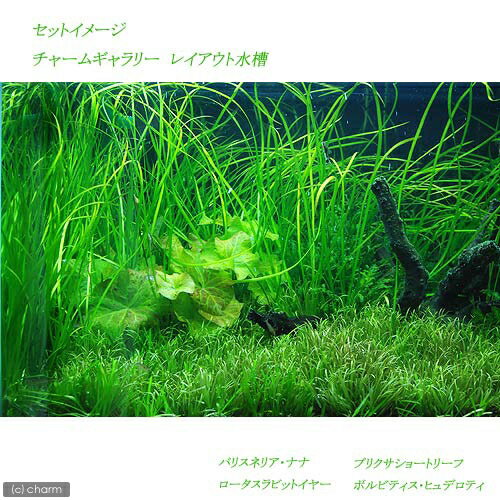 �ʿ���˥Хꥹ�ͥꥢ���ʥʡ�̵�����ˡ�10����