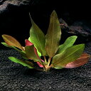 (水草)エキノドルス スモールベア(水中葉)(無農薬)(1株)