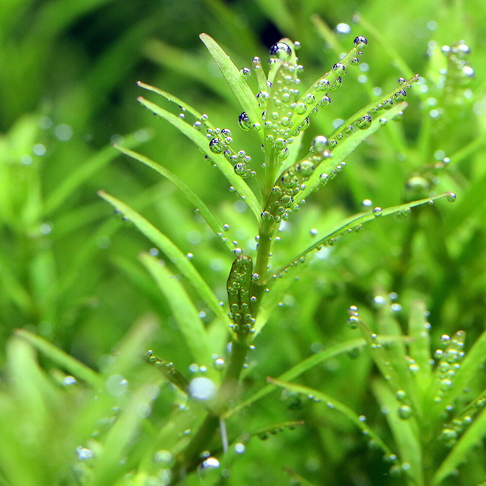 �ʿ���˥�����sp���磻�ʡ��ɡʿ����աˡ�̵�����ˡ�5�ܡ�