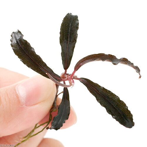 （水草）ブセファランドラsp．クダガン（無農薬）（水中葉）（1株）