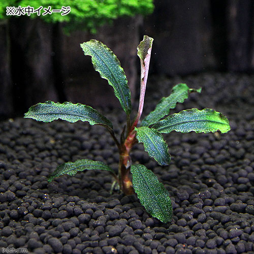 （水草）ブセファランドラsp．クダガン（無農薬）（水中葉）（1株）