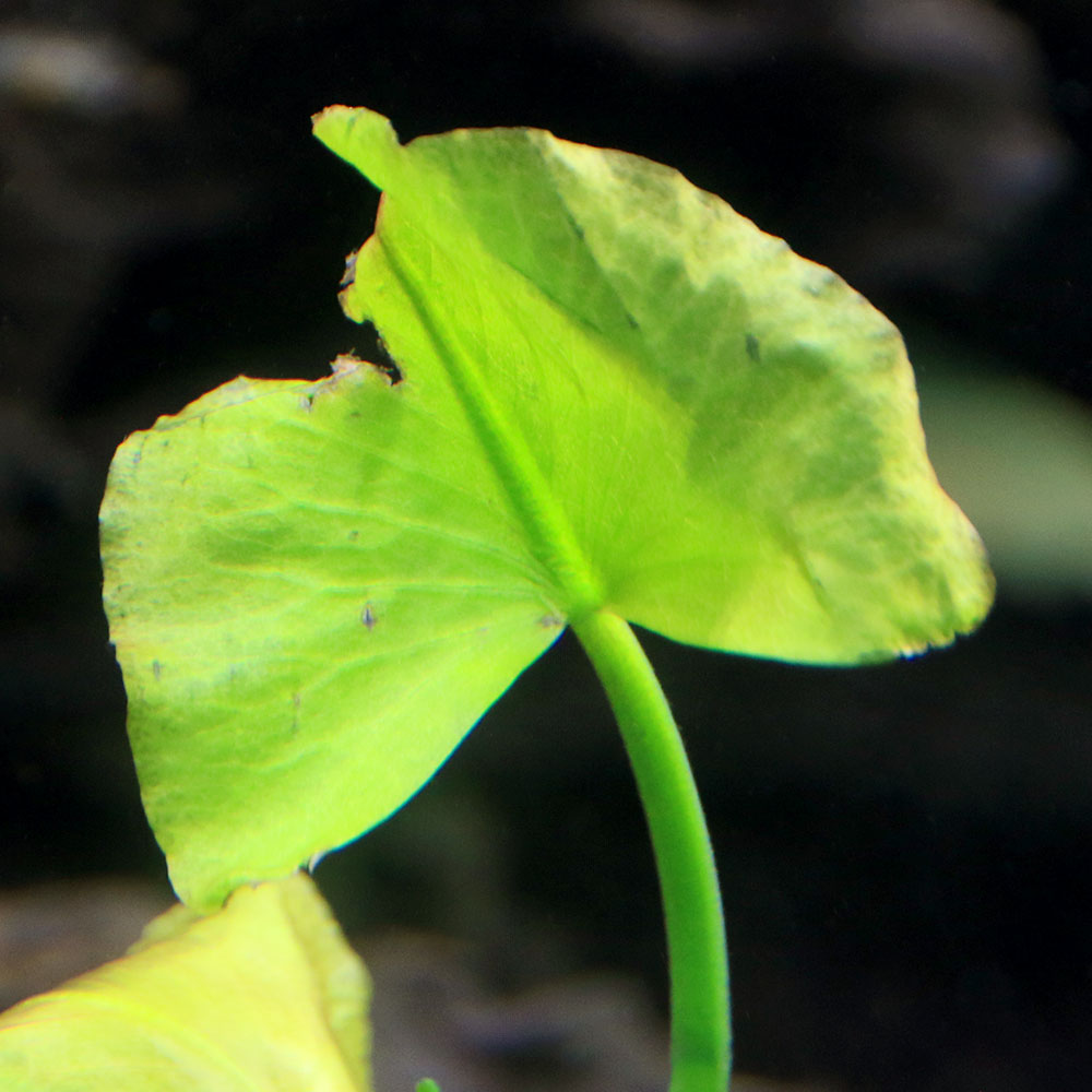 �ʿ���˥������祦�����ۥ͡�����3��10cm�ʿ���աˡ�̵�����ˡ�1����