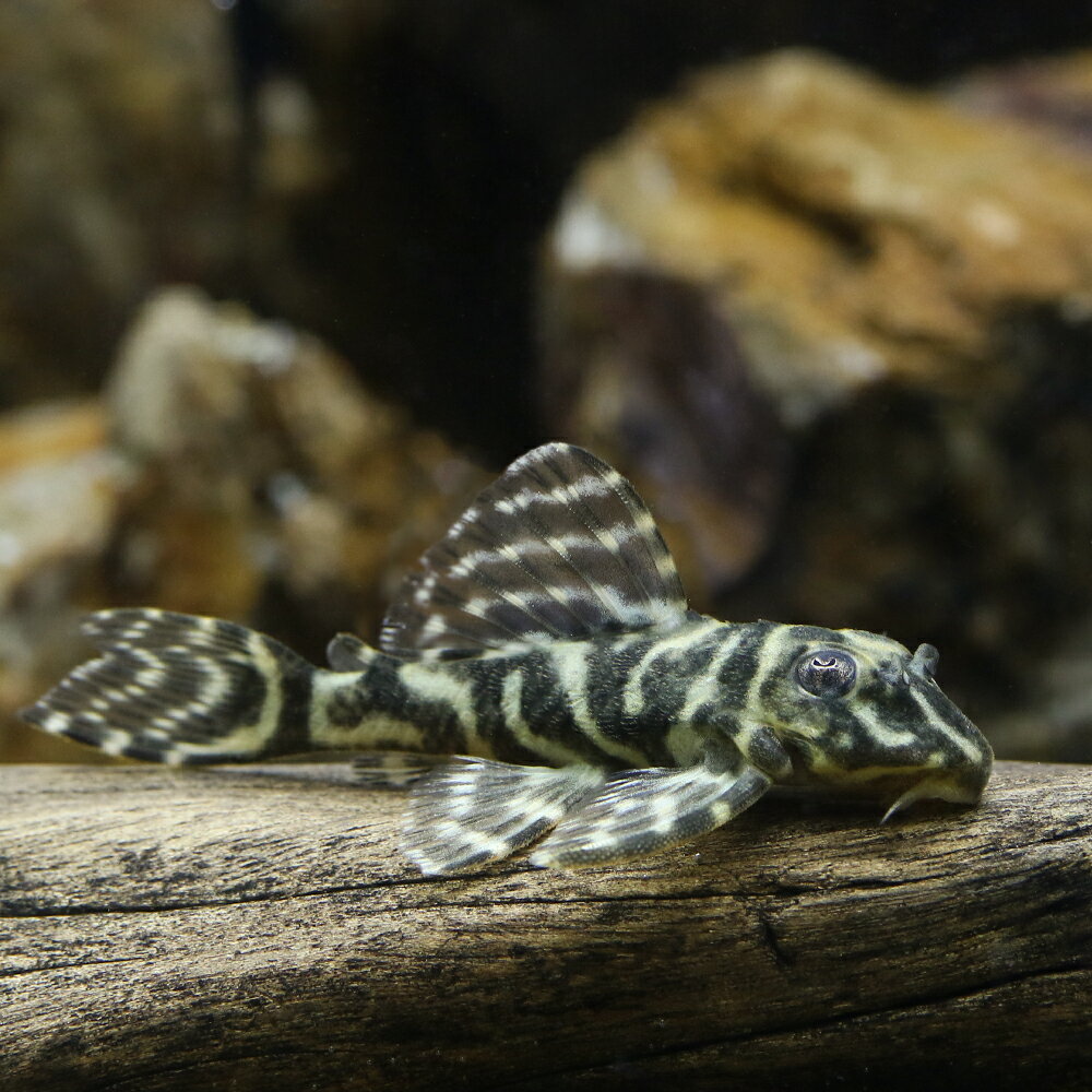 インペリアルゼブラプレコ、ニューメガクラウンペコルティア