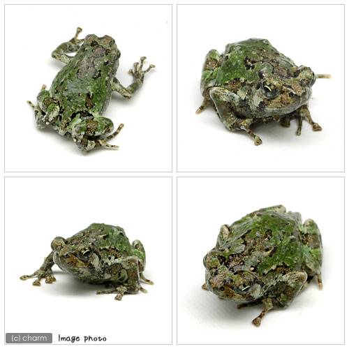 ��ξ����˥ޥ��饹�������ҥᥬ���롡WC���Ρ�1ɤ�ˡ��̳�ƻ���彣�Ҷ������ݲ�