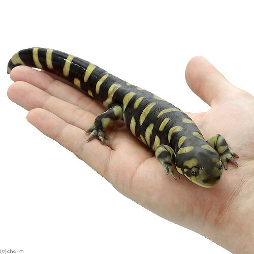 ��ξ����˥��ӥ�����������ޥ������WC���Ρ�1ɤ�ˡ��̳�ƻ�Ҷ������ݲ�