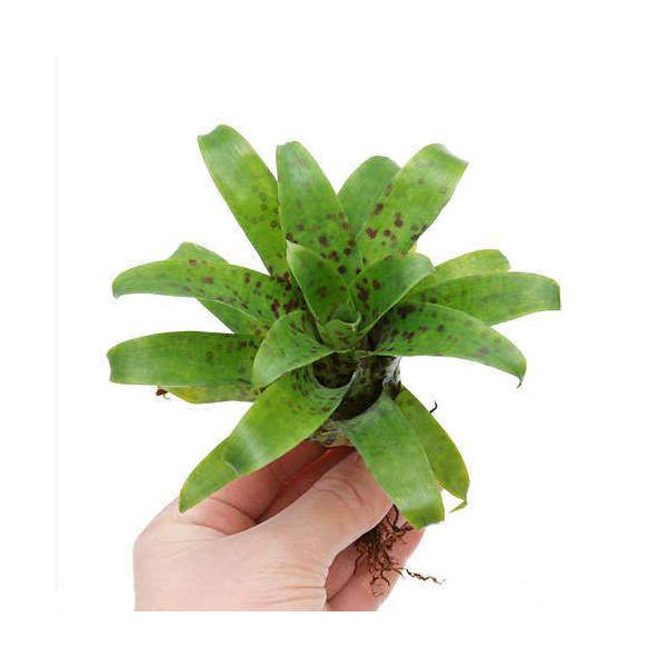 楽天市場】フリーセア（観葉植物｜花・観葉植物）：花・ガーデン・DIY