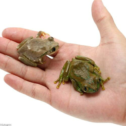 ��ξ����˥ॷ�����������������롡WC���Ρ�������ȡ�1ɤ�ˡ��̳�ƻ���彣�Ҷ������ݲ�