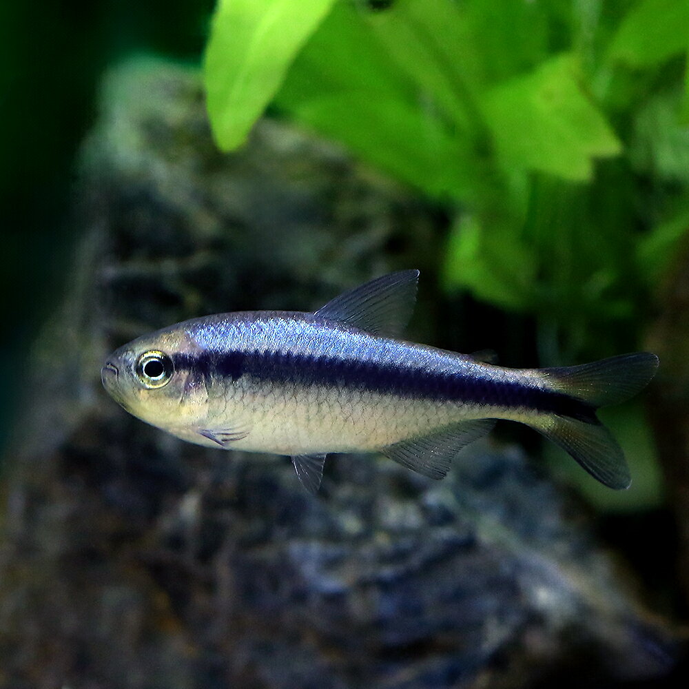 （熱帯魚）ブルーリボン・テトラ　タイプ2（ブリード）（1匹）　北海道・九州航空便要保温