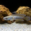 (熱帯魚)チャンナ・シアノスピロス(ワイルド)(1匹) 北海道航空便要保温