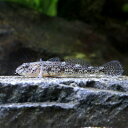 (熱帯魚)アゴヒゲハゼ(1匹)
