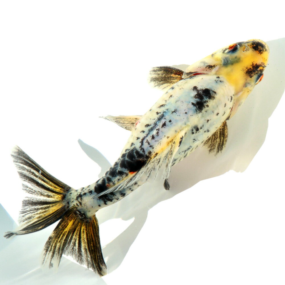 �ʹ񻺶���˰���ʪ���ɥ饴�󥹥������¶⡡�ͥ����������ܵ��컺��16cm�ޡ�1ɤ��