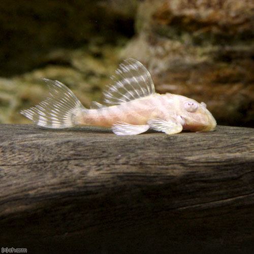 （熱帯魚）アルビノゴールデンキングロイヤル・ペコルティア（ブリード）（1匹）　北海道・九州航空便要保 ...