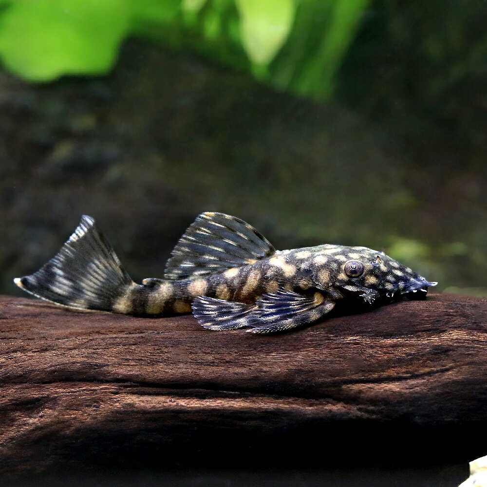 （入荷未定）（熱帯魚）レッドスポット・ブッシープレコ（ブリード）（1匹）　北海道・九州航空便要保温