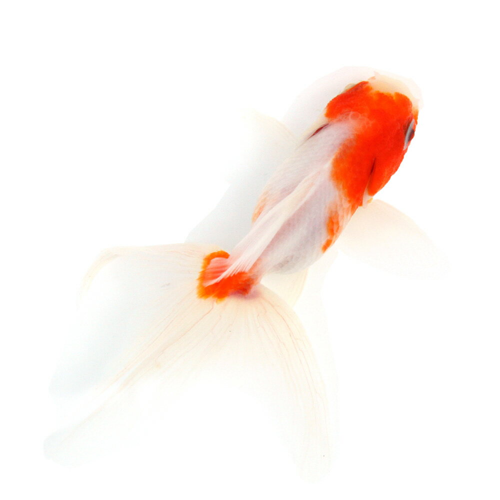 一点物桜東錦11cm±