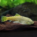 (熱帯魚)ゴールドフィンレオパード・ヒルストリームローチ(1匹) 北海道航空便要保温 沖縄別途送料