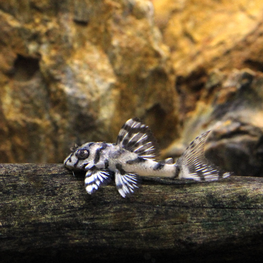 （熱帯魚）一点物　ニューメガクラウンプレコ　クリーミーホワイト　L−236（国産ブリード）（1匹）　 ...