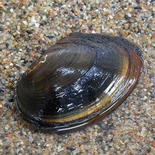 �ʥ��ӡ����˥ɥֳ���XL��������1ɤ��