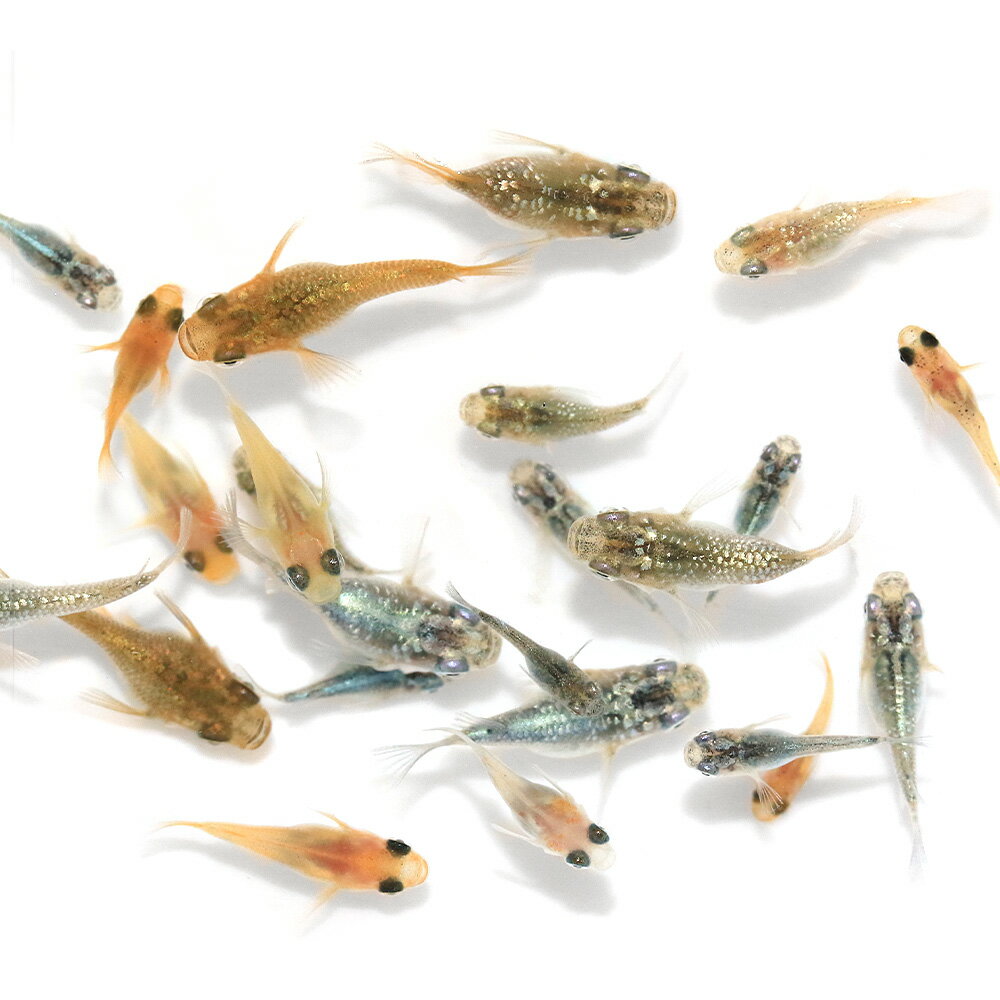 （めだか）無選別　ダルマ〜半ダルマメダカミックス　稚魚（3匹）