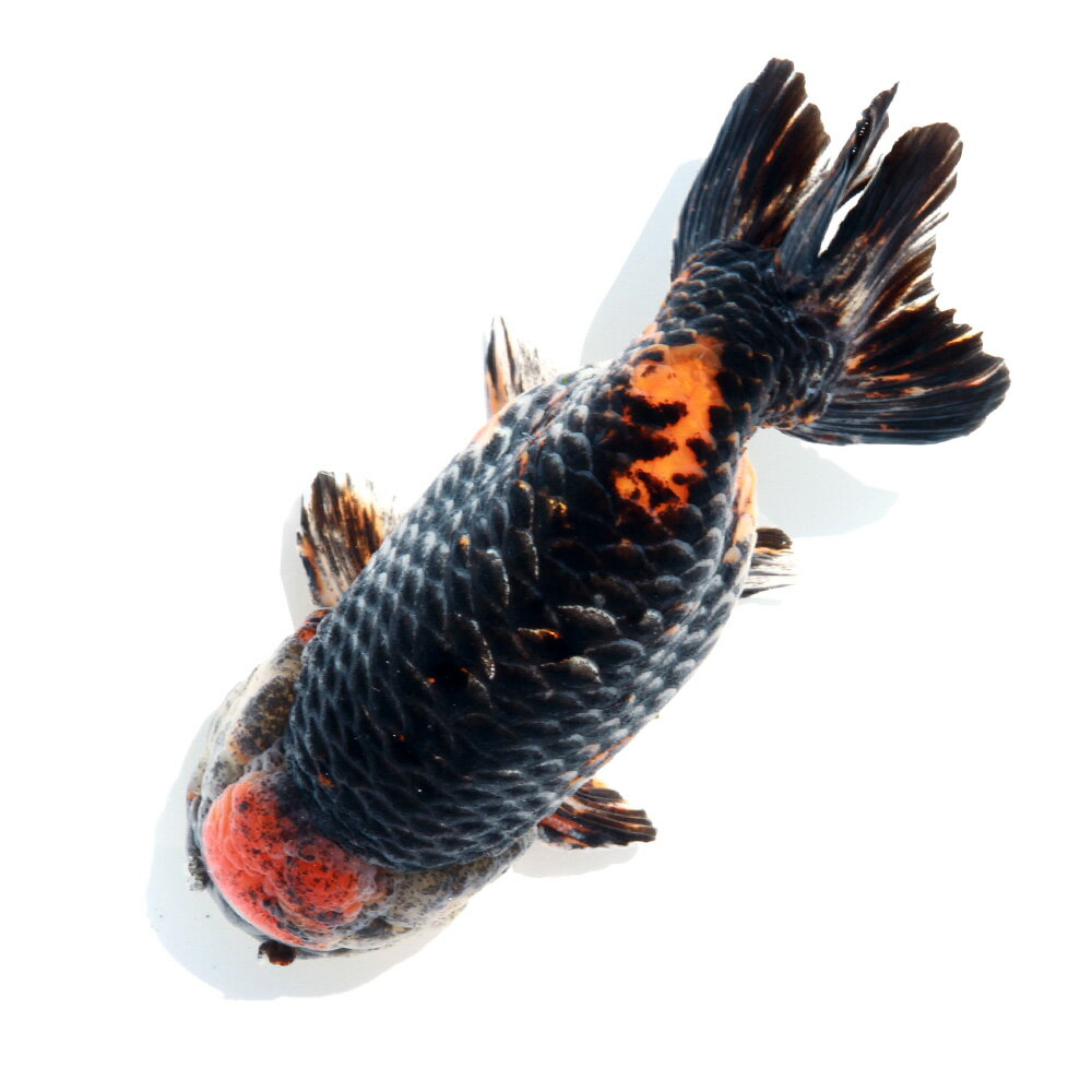 �ʶ���˰���ʪ���ȥꥫ�顼�����夦��17cm�ޡ���񻺡ˡ�1ɤ�ˡ��̳�ƻ���彣�Ҷ������ݲ�