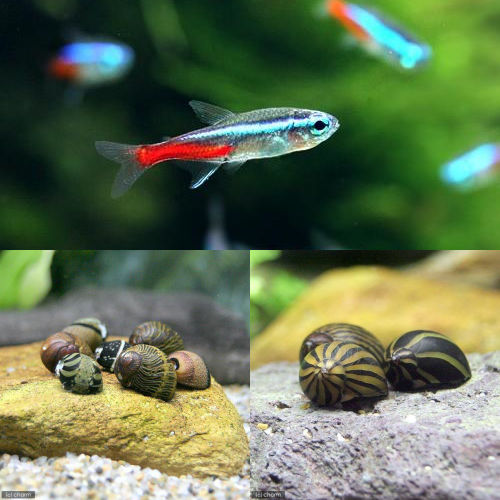 （熱帯魚）ネオンテトラ（10匹）＋（B品）おまかせカノコ貝（4匹）　北海道・九州航空便要保温