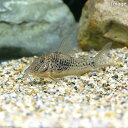 (熱帯魚)コリドラス・サラレエンシス(ブリード)(1匹) 北海道航空便要保温 沖縄別途送料