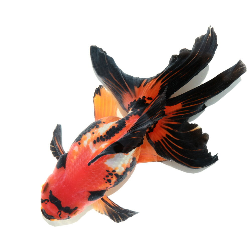 �ʶ���˰���ʪ���ȥꥫ�顼ΰ�⡡�֥����ɥơ��롡18cm�ޡ��ʳ��񻺡ˡ�1ɤ��