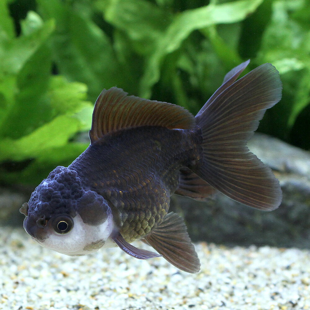 （金魚）羽衣オランダ獅子頭　6〜8cm（インドネシア産）（1匹）