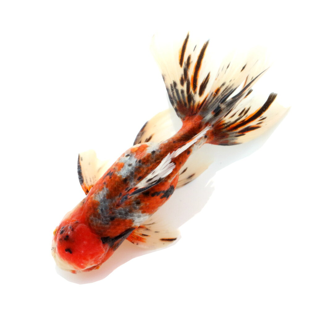 �ʹ񻺶���˰���ʪ����ӡ����໺��16cm�ޡ�1ɤ��