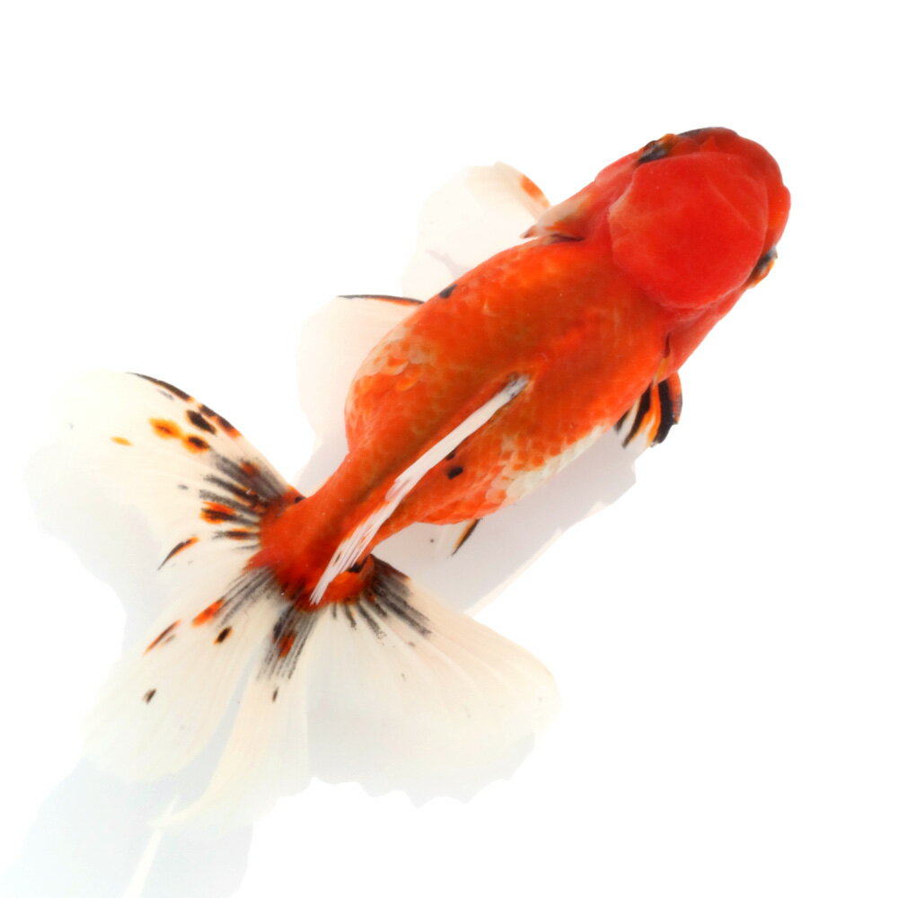 �ʹ񻺶���˰���ʪ����ӡ��Ѥ���������໺��17cm�ޡ�1ɤ��