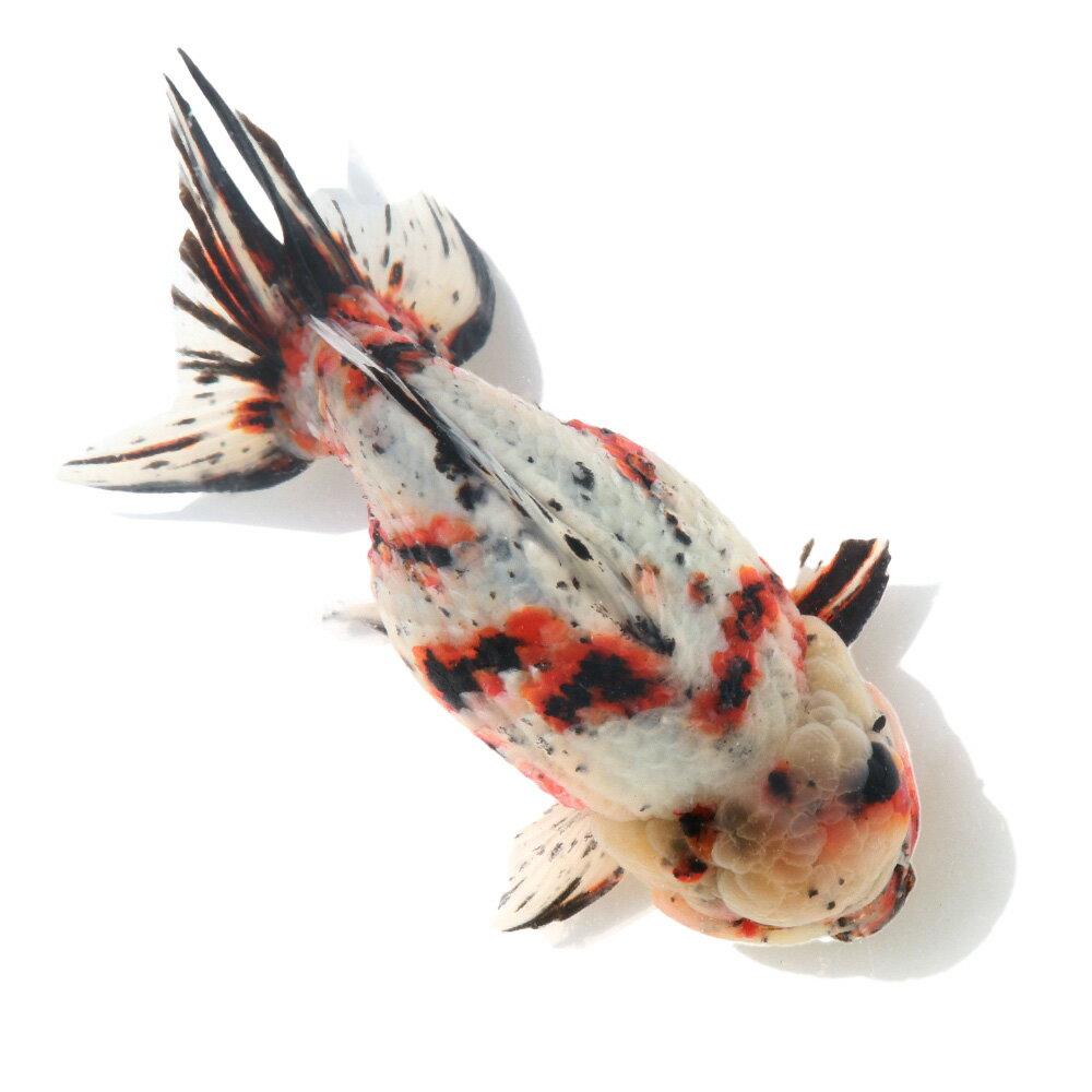 �ʹ񻺶���˰���ʪ����ӡ��Ѥ������16cm�ޡ�1ɤ��