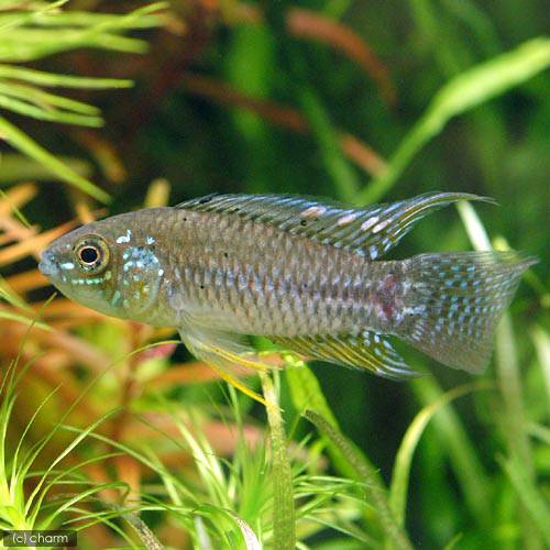 （熱帯魚）アピストグラモイデス・プカルパエンシス（ワイルド）（1匹）　北海道・九州航空便要保温