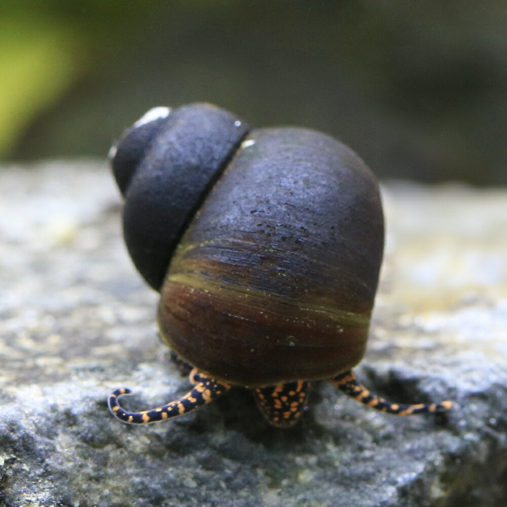 �ʥ��ӡ����˥ѥץ��˥塼���˥�������󥸥��ݥåȥ��͡����3ɤ�ˡ��̳�ƻ���彣�Ҷ������ݲ�