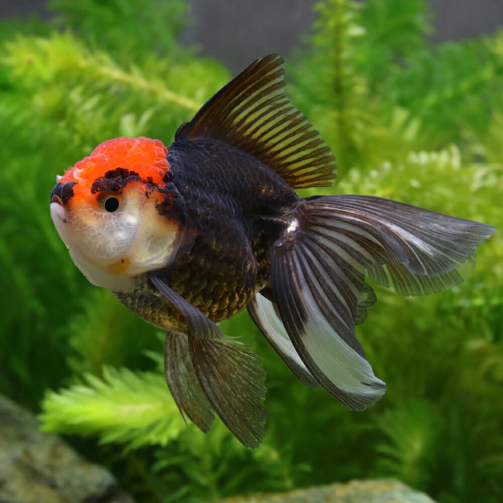 （金魚）トリカラーオランダ獅子頭　6〜9cm（インドネシア産）（1匹）...