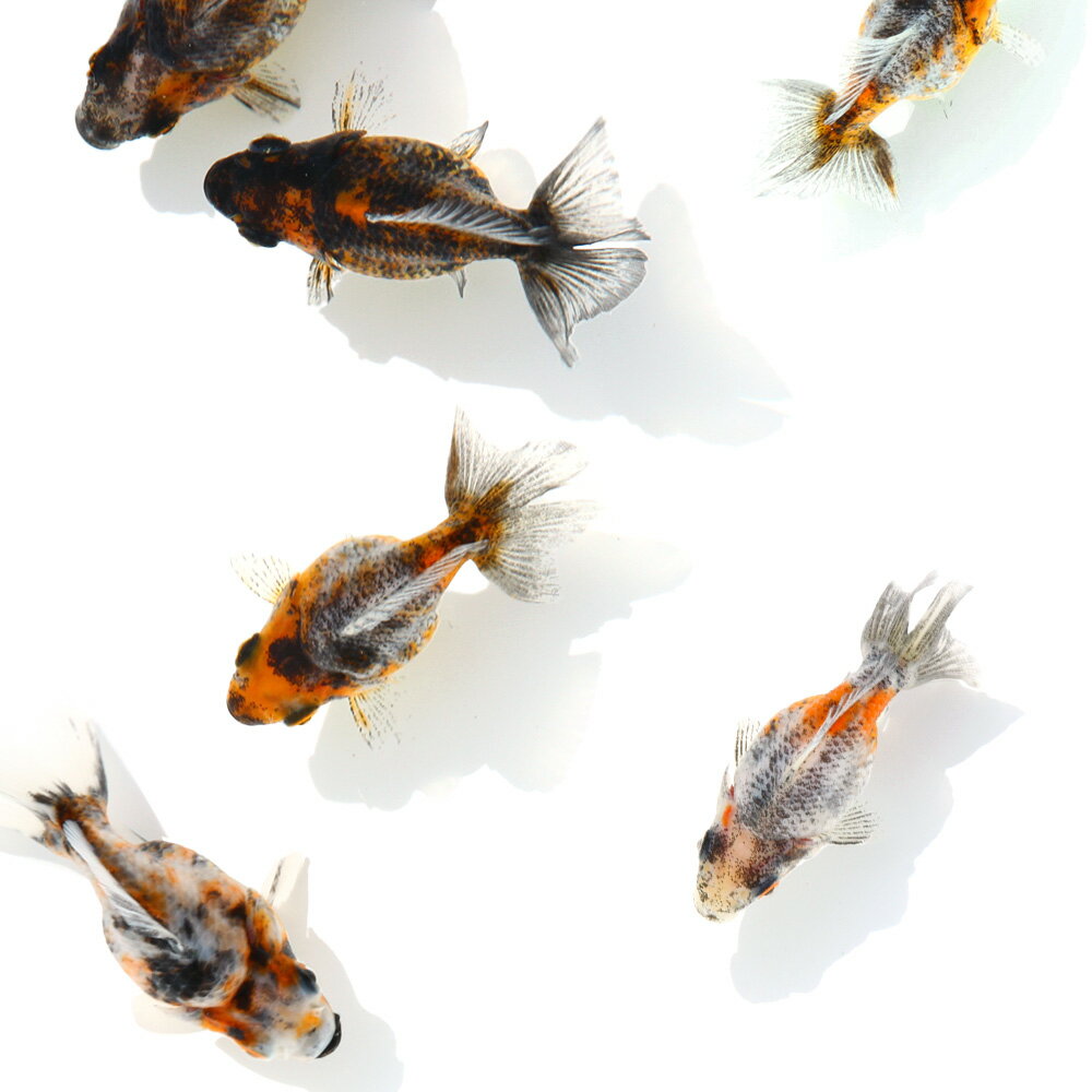 （金魚）ダルマ琉金ショートテール 変わり柄（外国産）（1匹）