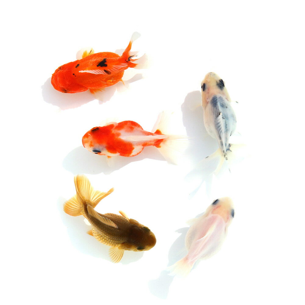（国産金魚）ショートテールオランダ型ミックス　色指定なし　薩摩産（1匹）